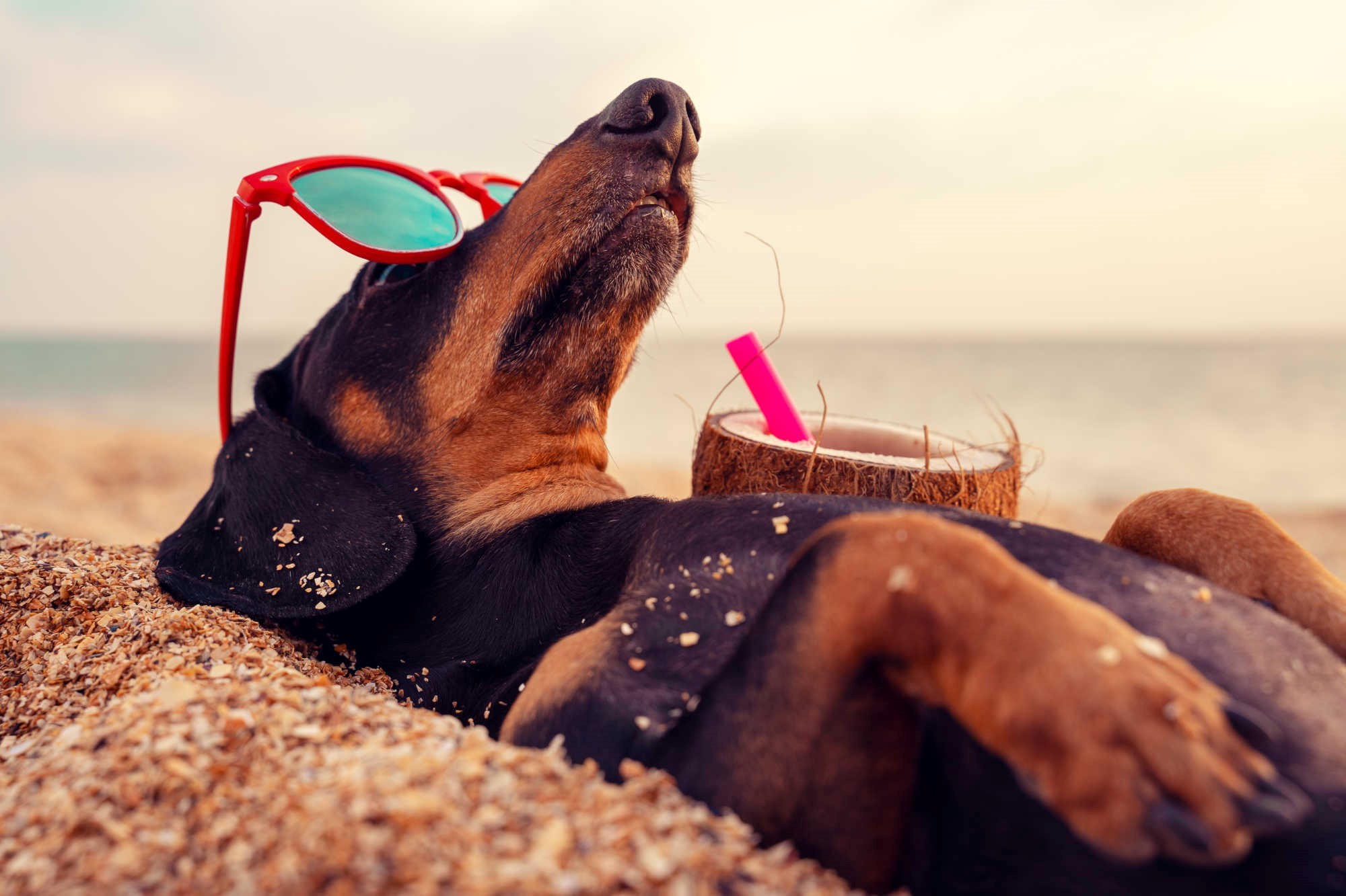 traveling-with-pets-the-best-tips-i-stuwo